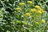 Solidago virgaurea